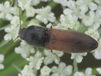 Agriotes ustulatus