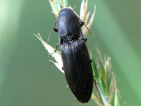 Agriotes sputator