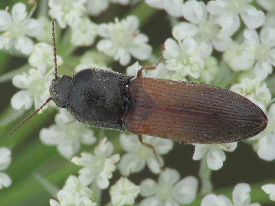 Agriotes ustulatus