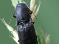 Agriotes sp.