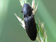 Agriotes sp.