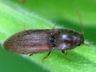 Agriotes sputator