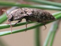Agrypnus murina, Mausgrauer Schnellkäfer