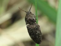 Agrypnus murina, Mausgrauer Schnellkäfer