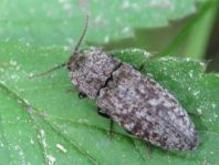 Agrypnus murina, Mausgrauer Schnellkäfer
