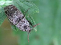 Agrypnus murina, Mausgrauer Schnellkäfer