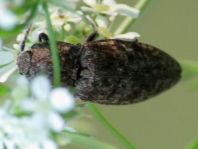 Agrypnus murina, Mausgrauer Schnellkäfer