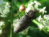 Agrypnus murina, Mausgrauer Schnellkäfer