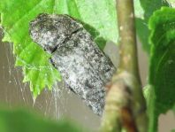 Agrypnus murina, Mausgrauer Schnellkäfer