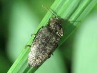 Agrypnus murina, Mausgrauer Schnellkäfer