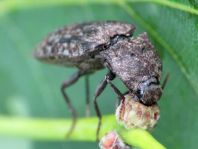 Agrypnus murina, Mausgrauer Schnellkäfer