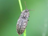 Agrypnus murina, Mausgrauer Schnellkäfer