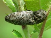 Agrypnus murina, Mausgrauer Schnellkäfer