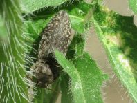 Agrypnus murina, Mausgrauer Schnellkäfer