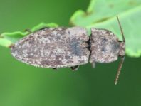 Agrypnus murina, Mausgrauer Schnellkäfer