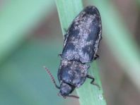Agrypnus murina, Mausgrauer Schnellkäfer