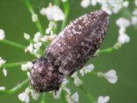 Agrypnus murina, Mausgrauer Schnellkäfer