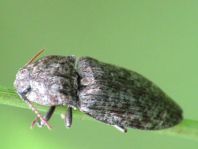 Agrypnus murina, Mausgrauer Schnellkäfer