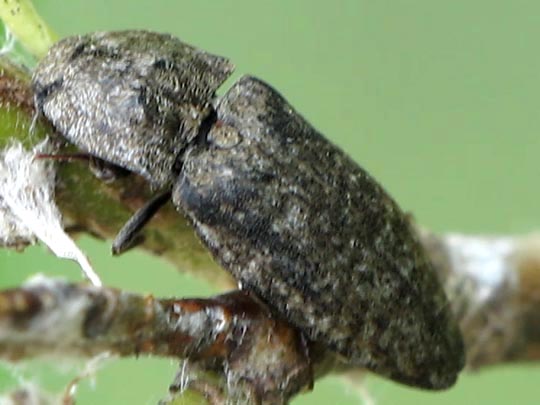 Agrypnus murina, Mausgrauer Schnellkäfer