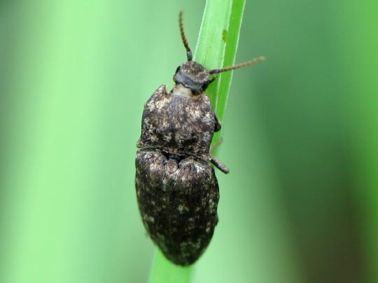 Agrypnus murina, Mausgrauer Schnellkäfer