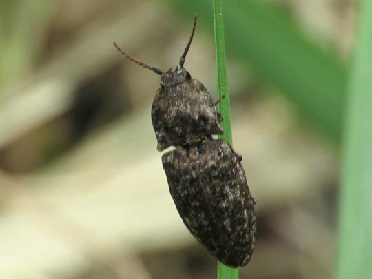 Agrypnus murina, Mausgrauer Schnellkäfer