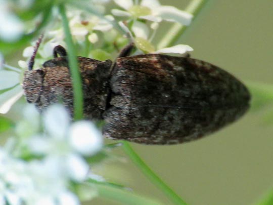 Agrypnus murina, Mausgrauer Schnellkäfer