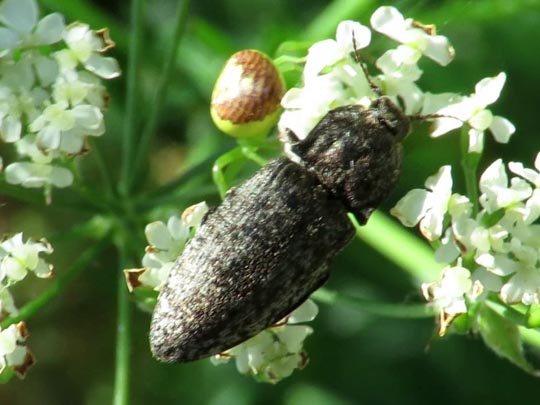 Agrypnus murina, Mausgrauer Schnellkäfer