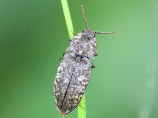Agrypnus murina, Mausgrauer Schnellkäfer