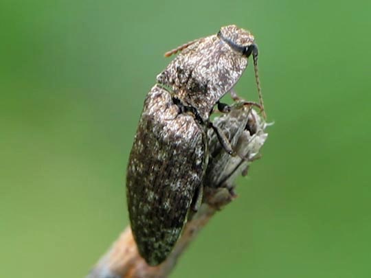 Agrypnus murina, Mausgrauer Schnellkäfer