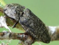 Agrypnus murina, Mausgrauer Schnellkäfer