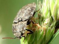 Agrypnus murina, Mausgrauer Schnellkäfer