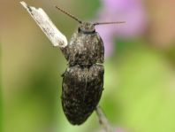 Agrypnus murina, Mausgrauer Schnellkäfer