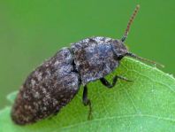 Agrypnus murina, Mausgrauer Schnellkäfer