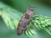 Agrypnus murina, Mausgrauer Schnellkäfer