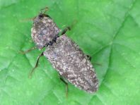 Agrypnus murina, Mausgrauer Schnellkäfer