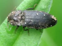 Agrypnus murina, Mausgrauer Schnellkäfer