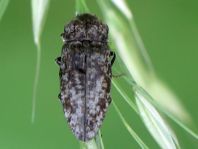 Agrypnus murina, Mausgrauer Schnellkäfer