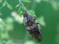 Agrypnus murina, Mausgrauer Schnellkäfer