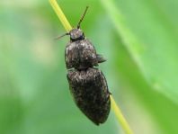 Agrypnus murina, Mausgrauer Schnellkäfer
