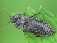 Agrypnus murina, Mausgrauer Schnellkäfer