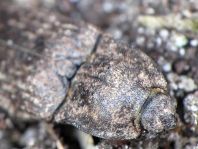 Agrypnus murina, Mausgrauer Schnellkäfer
