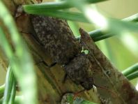 Agrypnus murina, Mausgrauer Schnellkäfer