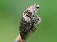 Agrypnus murina, Mausgrauer Schnellkäfer
