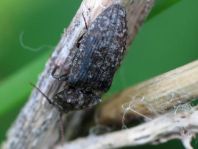 Agrypnus murina, Mausgrauer Schnellkäfer