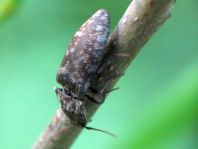 Agrypnus murina, Mausgrauer Schnellkäfer