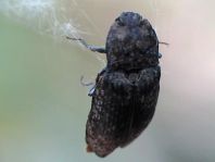Agrypnus murina, Mausgrauer Schnellkäfer