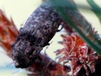 Agrypnus murina, Mausgrauer Schnellkäfer