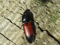 Gegürtelter Schnellkäfer, Ampedus balteatus