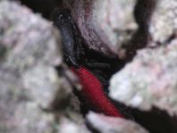 Ampedus sp.