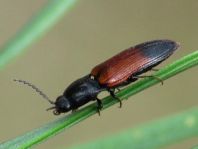 Gegürtelter Schnellkäfer, Ampedus balteatus